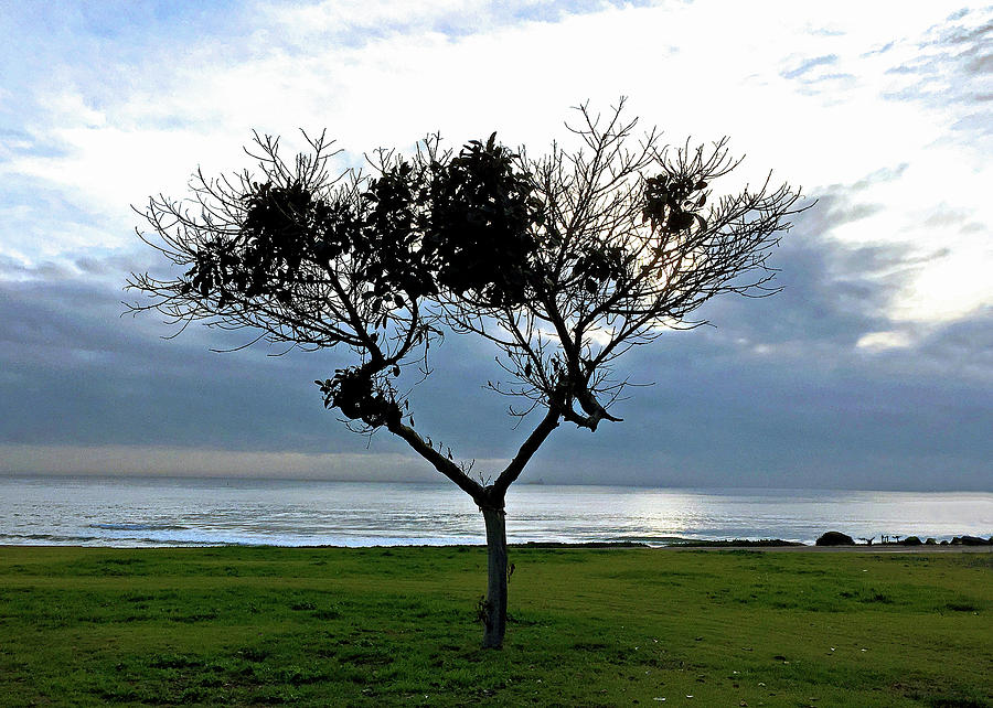 Sunset Photograph - One Beach Tree Series by Howard Dando