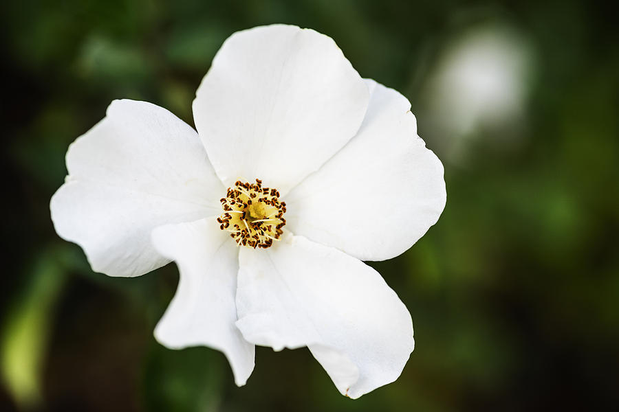 One beautiful Cherokee Rose with natural bokeh Photograph by Vishwanath Bhat