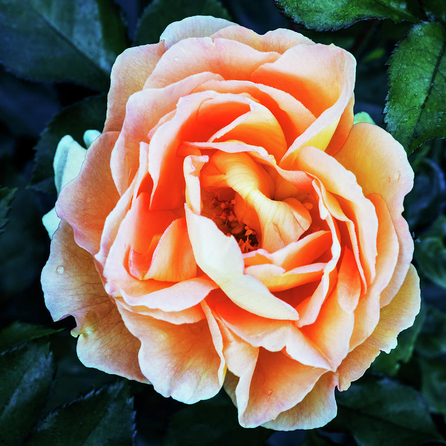 One beautiful peach rose Photograph by Vishwanath Bhat