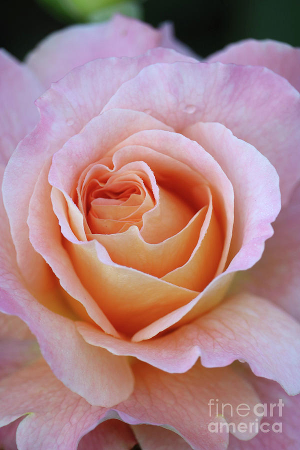 Sweet Pink Rose Buds Photograph by Carol Groenen - Pixels