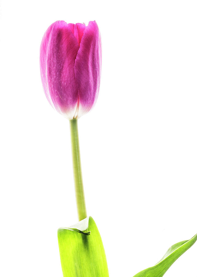 One beautiful purple tulip on white Photograph by Vishwanath Bhat