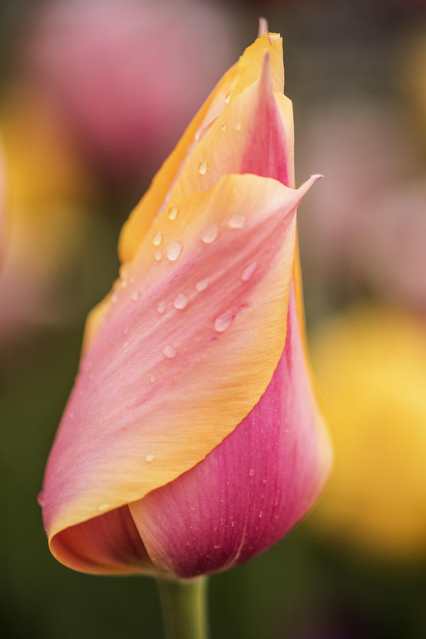 One beautiful tulip with natural bokeh Photograph by Vishwanath Bhat