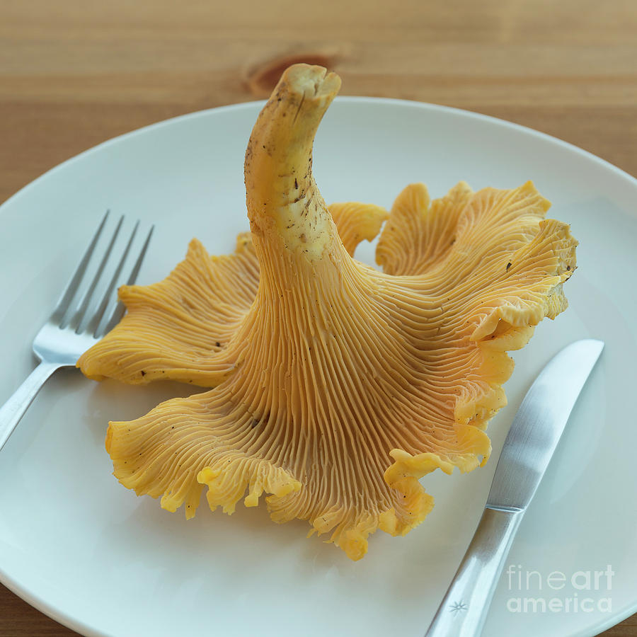 one big Chanterelle mushroom Photograph