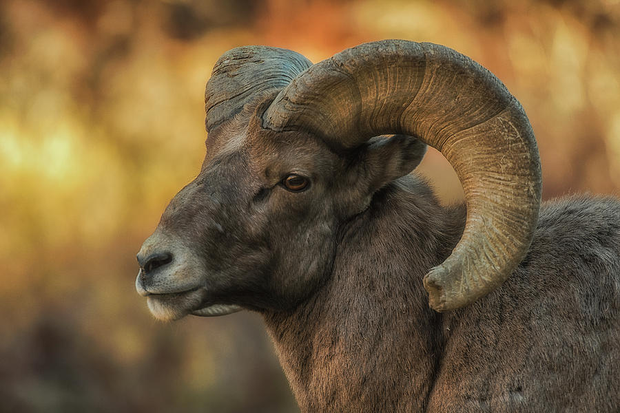 One Bighorn Ram Photograph by Luis A Ramirez