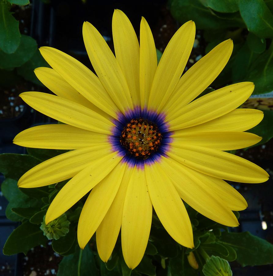 One Bright Daisy Photograph by Jeanette Oberholtzer