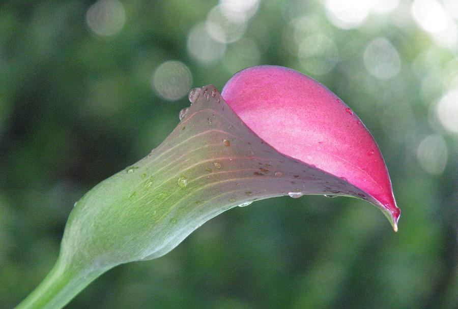 One Calla Morning Photograph by Angela Davies