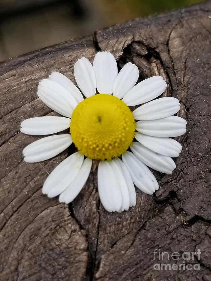 One Chamomile Bloom Photograph by Rachel Hannah