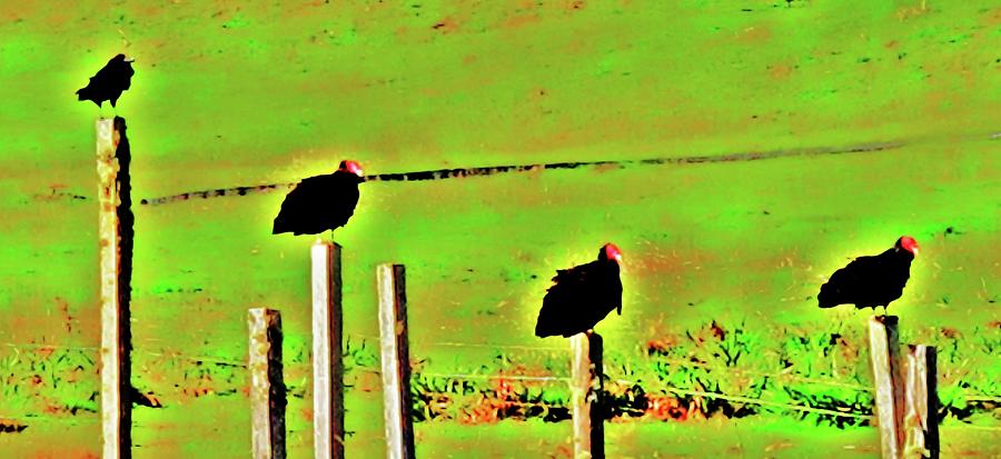 One Crow 3 Buzzards Photograph by John King I I I