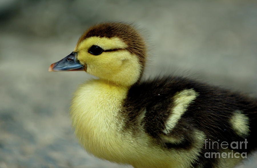 Animal Photograph - One cute duckling by Sami Sarkis