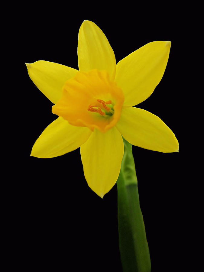 One Daffodil on Black Photograph by MTBobbins Photography
