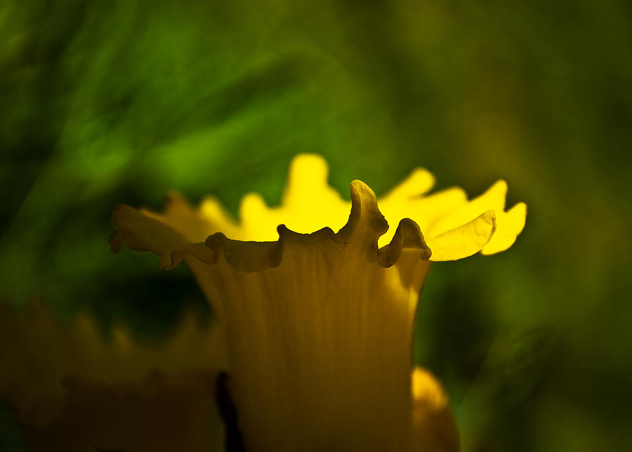 Flower Photograph - One Daffodil by Svetlana Sewell