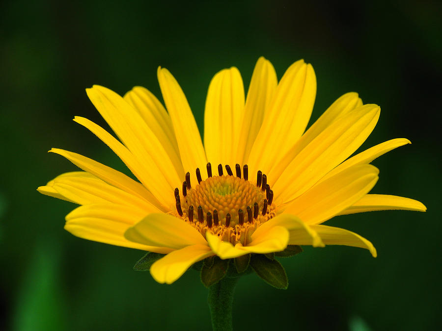 Daisy Photograph - One Daisy by Juergen Roth