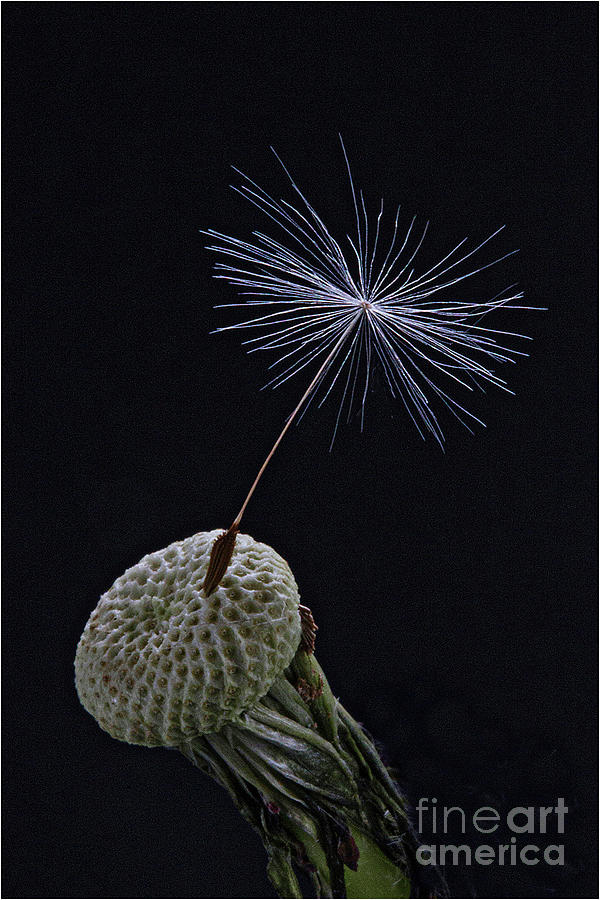 Flowers Still Life Photograph - One dandelion seed by Jim Wright