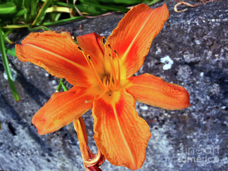 One Day Lily Photograph by Jasna Dragun