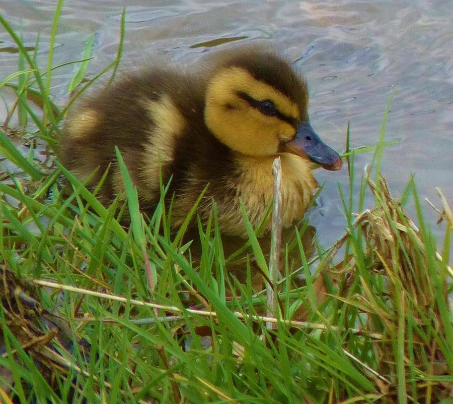One Day Old Baby Duck Photograph by Jeanette Oberholtzer