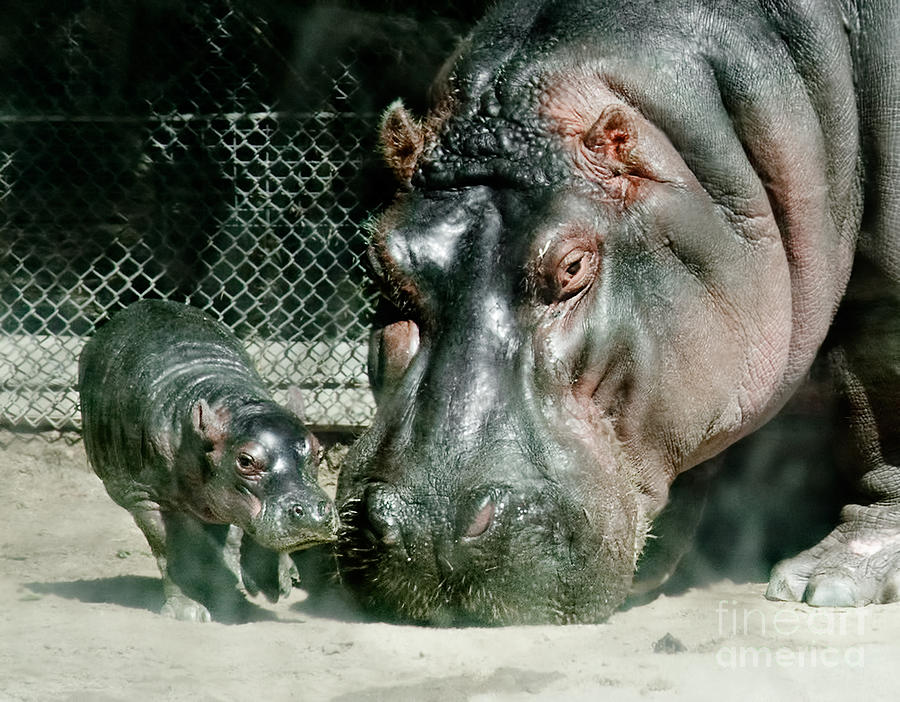 One Day Old Baby Hippo and Mom Photograph by Sherry  Curry