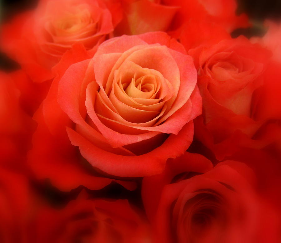 Flower Photograph - One Dozen Red Roses by Bonita Brandt