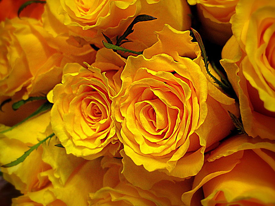 Flower Digital Art - One Dozen Yellow Roses by Bonita Brandt