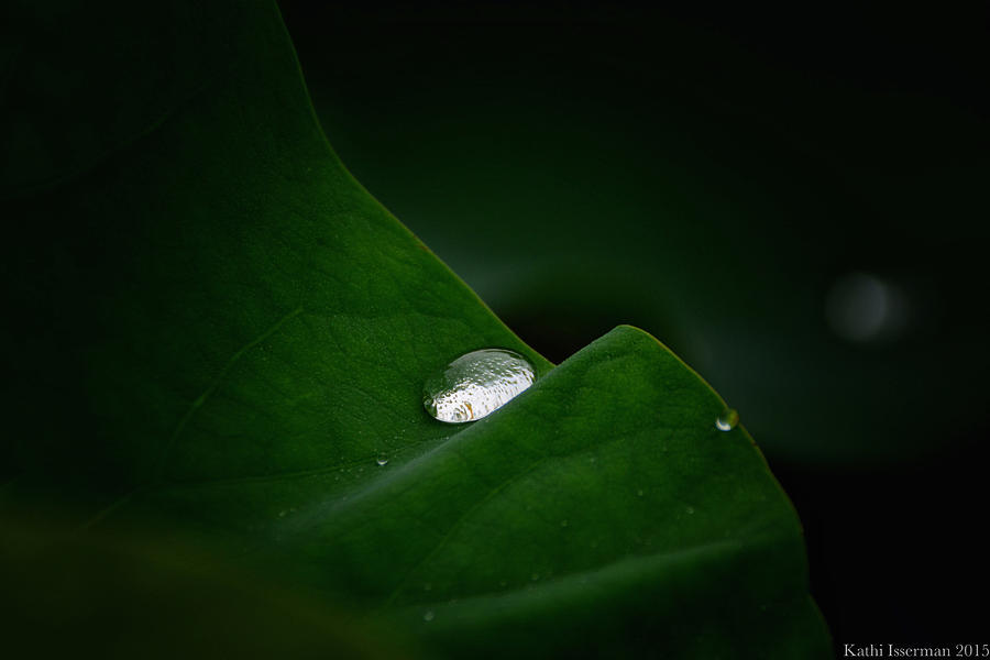 One Drop Photograph by Kathi Isserman