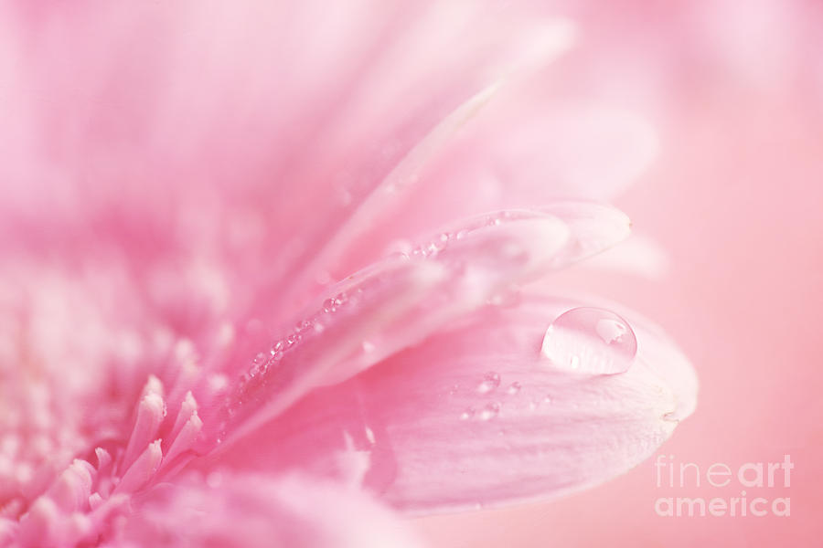 Flower Photograph - One drop.... by LHJB Photography