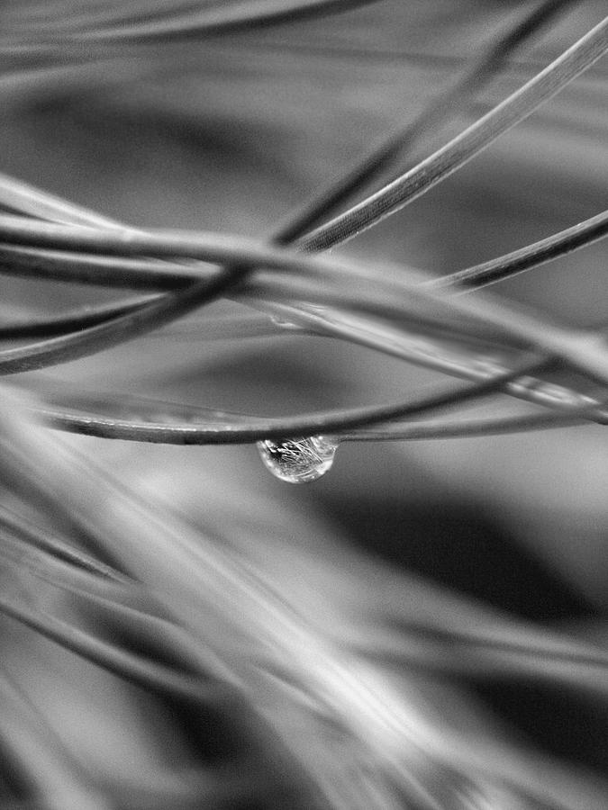One Drop Photograph by Marilyn Hunt