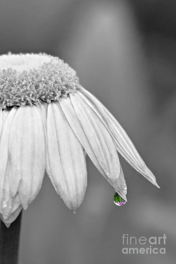 One Drop of Reflection Photograph by Lila Fisher-Wenzel