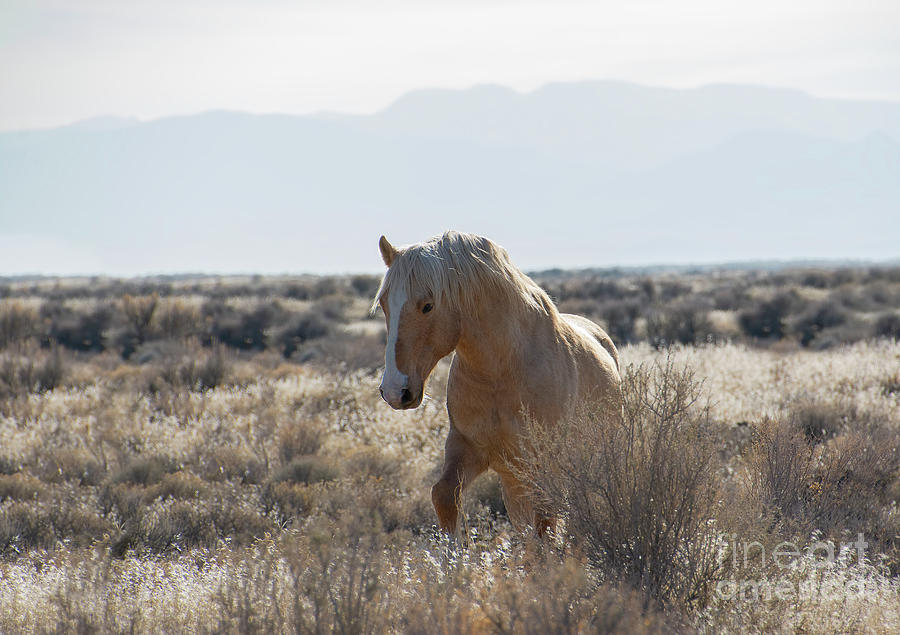 Nikon Photograph - One Ear Stallion by Nicole Markmann Nelson Nikon Photograph - One Ear Stallion by Nicole Markmann Nelson