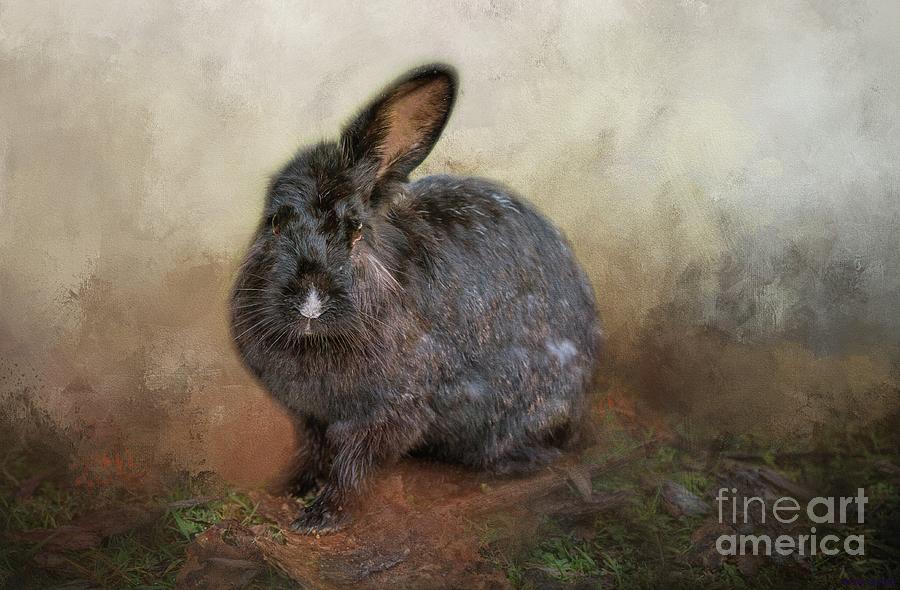 Rabbit Photograph - One Eared Rabbit by Eva Lechner