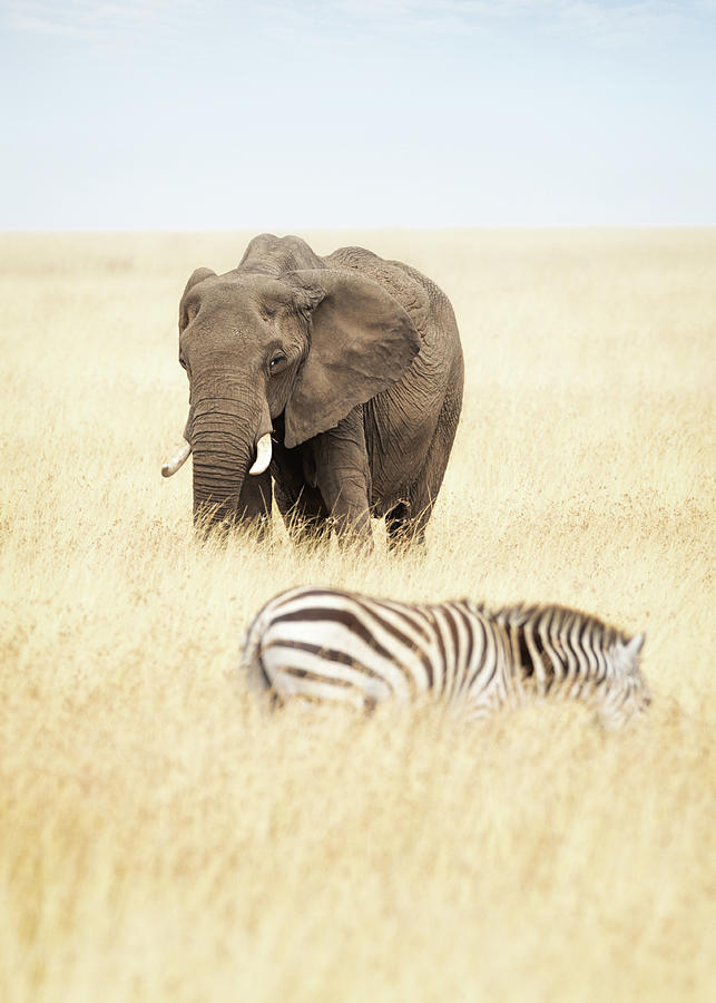 One Elephant And Zebra In Africa Photograph