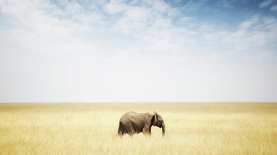Nature Photograph - One Elephant Walking in Grass in Africa by Good Focused