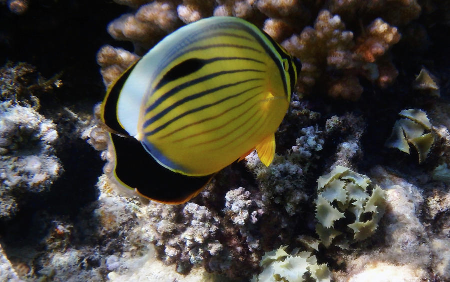 One Exquisite Butterflyfish Photograph by Johanna Hurmerinta
