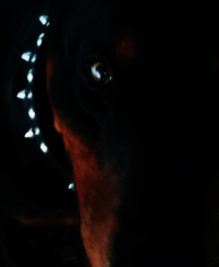 Dog Photograph - One eye of Samson by Jenn Beck