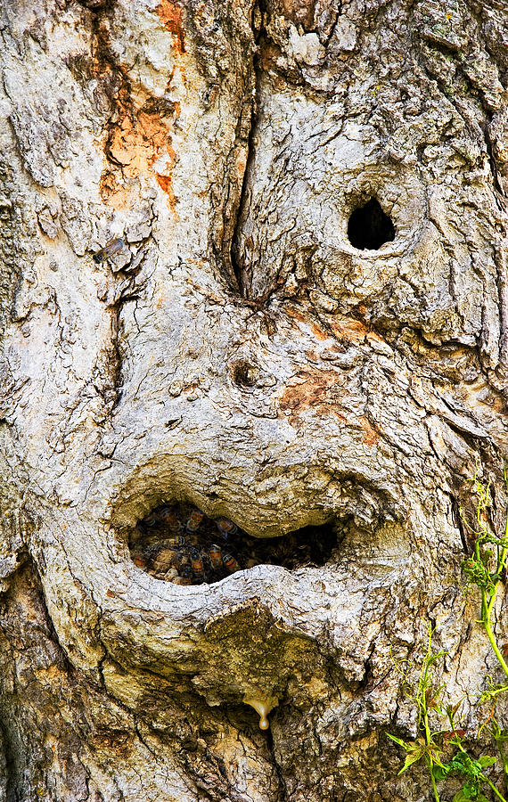 One Eye Tree Face Photograph by John Bartosik