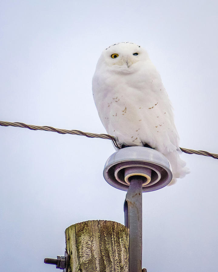 One-Eyed Snowy Owl Photograph by Bill Pevlor
