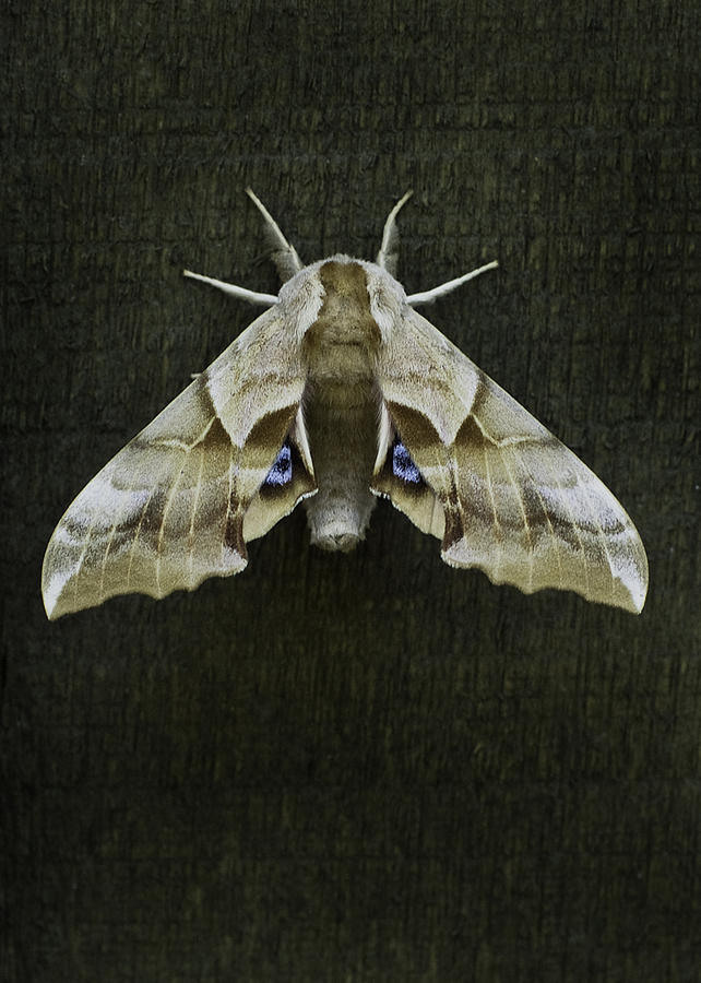 Insects Photograph - One eyed sphinx moth by Herman Robert