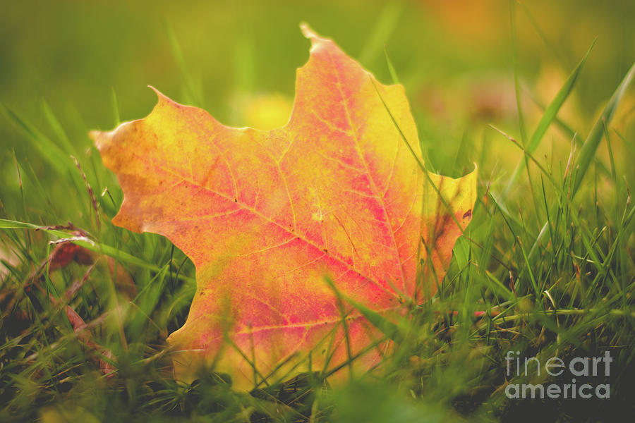 One Fallen Leaf Photograph by Cheryl Baxter