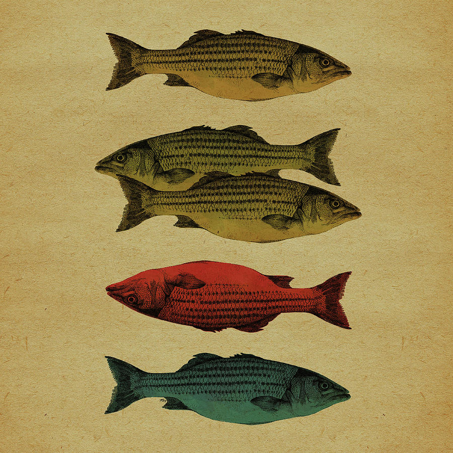 One fish, two fish . . . Drawing by Meg Shearer