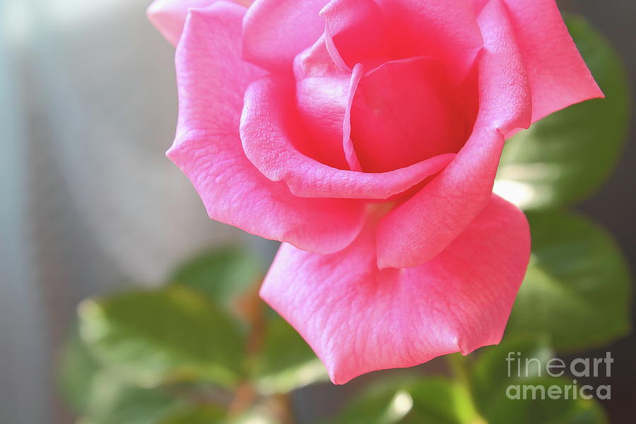One Flower Pink Rose. Fresh, Newly Blossomed From The Bud. Green Leaves. Close-up. Photograph