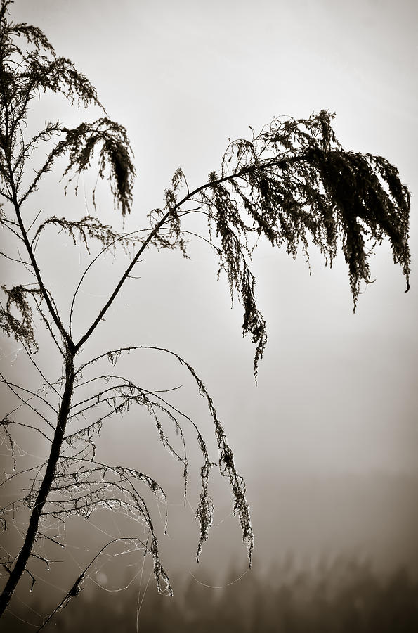 One Foggy Morning Photograph by Carolyn Marshall