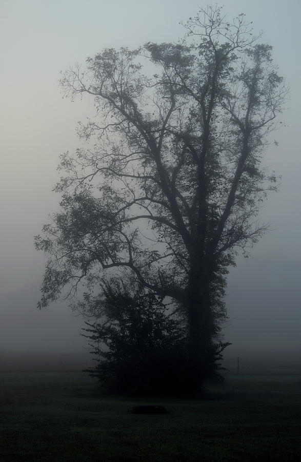 One Foggy Morning Photograph by Karen Harrison Brown