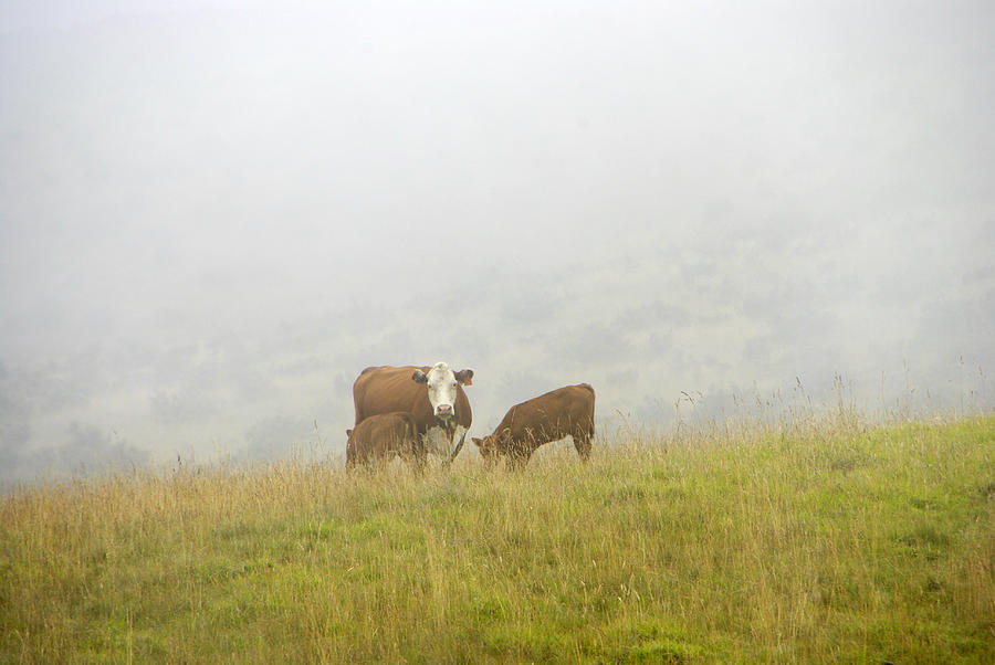 Cows on a Foggy Morning Photograph by Marilyn Wilson