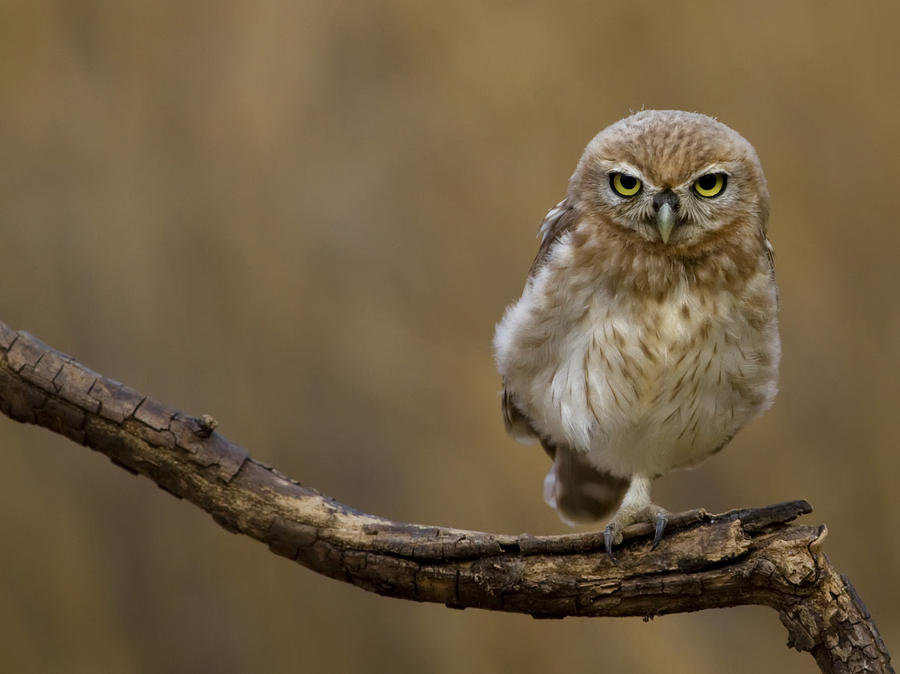 Owl Photograph - One Foot by Amnon Eichelberg