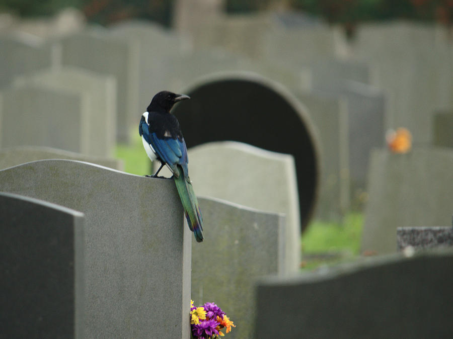 One For Sorrow Photograph by Adrian Wale
