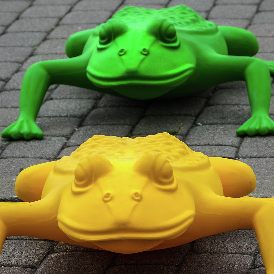 One Frog Two Frog Photograph by Stewart Helberg