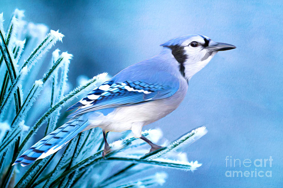 Blue Jay Photograph - Blue Jay on One Frosty Morning by Laura D Young