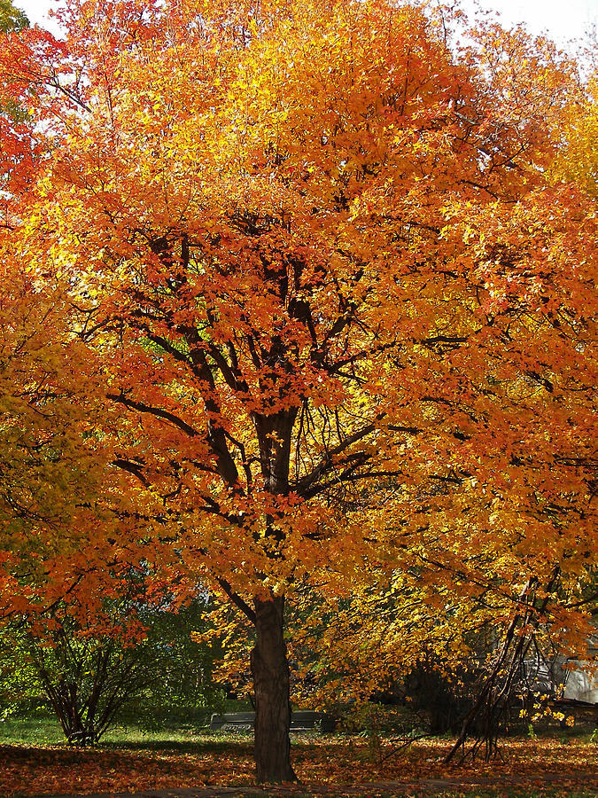 One Gold Tree Photograph by Julie Mangano - Fine Art America