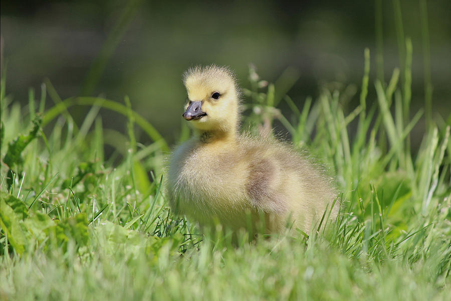 One Gosling Photograph by Sue Feldberg