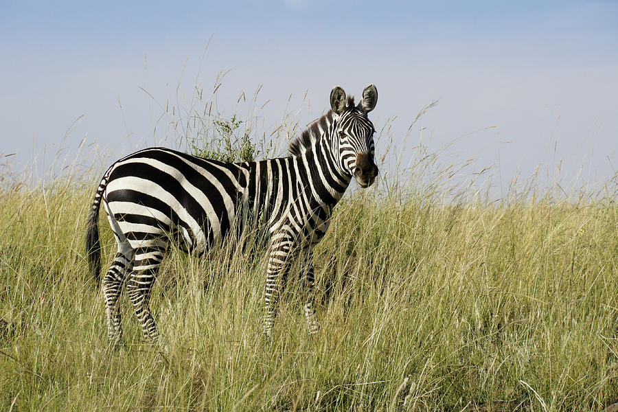 One Handsome Zebra Photograph by Michele Burgess