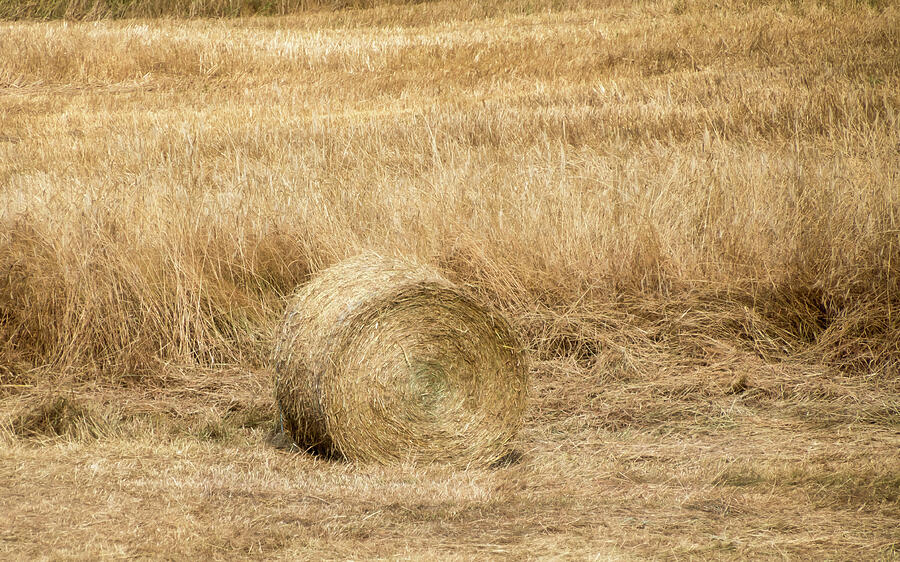 One Hay Ball -  Photograph by Julie Weber