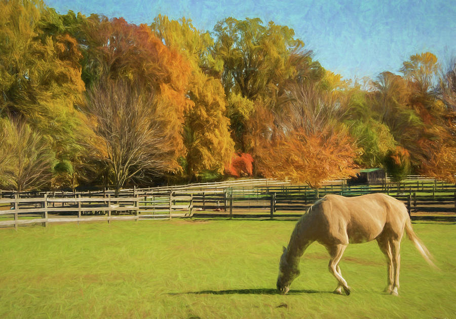 One Horse Enjoying Autumn On The Farm Photograph by Gary Slawsky